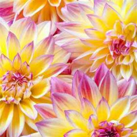 We did not find results for: Pin by Kendra McCaslin on Flowers | Beautiful flowers ...