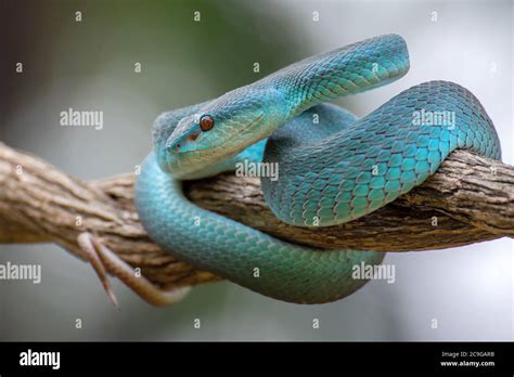 Blue Mamba Snake