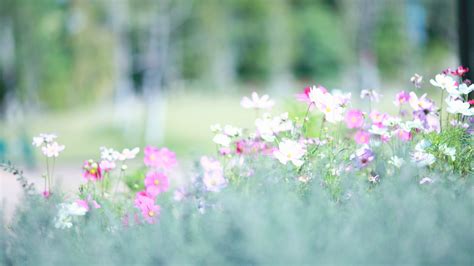 Wallpaper Meadows, 5k, 4k wallpaper, wildflowers, flowers, spring