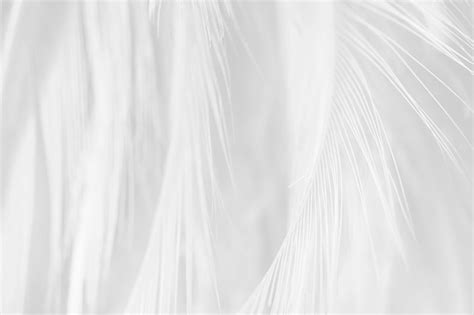 Premium Photo White Feather Texture Background