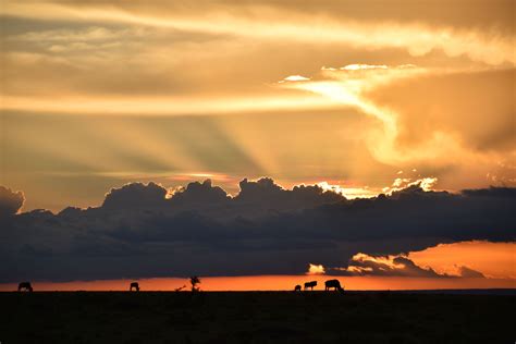 Kenyan Sunset And Wilderbeast Masai Mara By Pieter Joubert Sunset