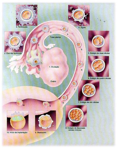 Mapa Mental Desenvolvimento Embrionario Embriologia Images Gambaran