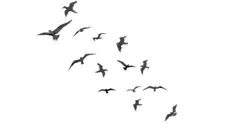 Flying Flock Of Birds Trasparent Background Png Mart