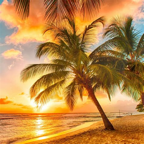 Download X Palm Tree Wallpaper Awesome Palm Trees Beach Tropical Beach Sunset Hd