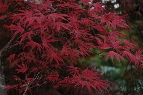 Japanese maple trees can provide a striking focal point, be the perfect plant to set off a large container, or grow into an impressive bonsai specimen. Acer palmatum 'Shirazz' - The Site Gardener