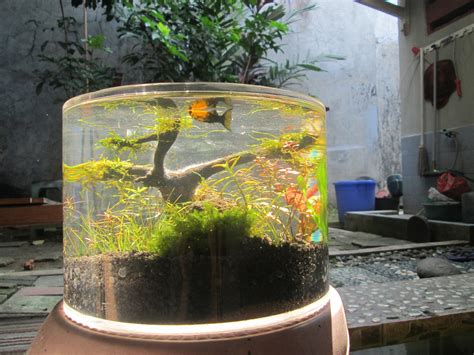 159 отметок «нравится», 5 комментариев — pakne kenzho (@pakne_kenzho) в instagram: aquaplantarium: Tips Untuk Membuat Nano Aquascape