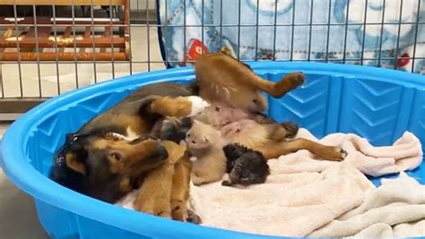 Video Una Perra Rescatada Pierde A Sus Cachorros Y Adopta A Tres