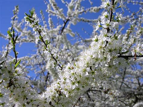 L'emoji del fiore bianco è l'immagine schematica di fiore dell'albero, molto probabilmente caduto da sakura conosciuto anche come ciliegio giapponese. Alberi Con Fiori Bianchi / Palla Di Natale Artigianale ...