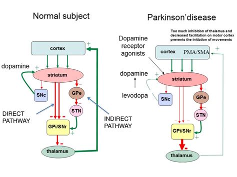 Parkinsons Disease Pathway
