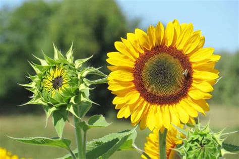 Helianthus annuus merupakan nama saintifik bunga matahari yang berasal daripada keluarga asteraceae. Mengenal Bunga Matahari (Jenis, Manfaat, dan Cara Menanamnya)