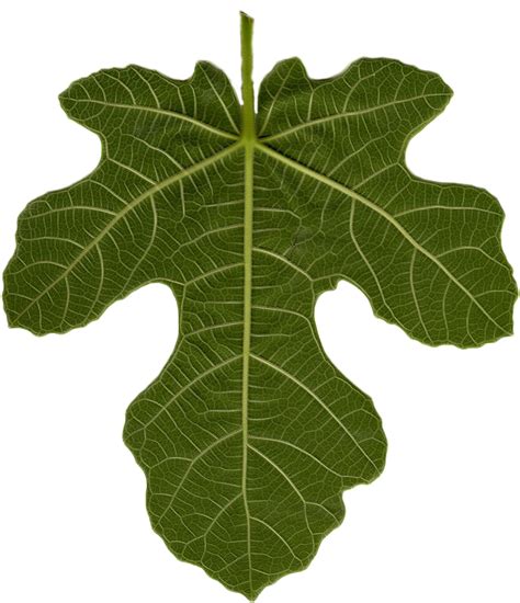 Fig Figleaf Freetoedit Fig Leaf Sticker By Pjoeyspot