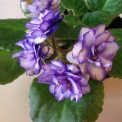 Why are leaves curling or clawing? African Violet Leaves Curling & Dying - Knowledgebase ...
