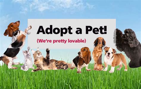 Your new best friend is waiting. Pet Adoption Events Near Me This Weekend - Pet's Gallery