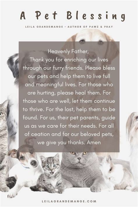 Pin By Brenda Mclintock On Pets ️ Prayer For Sick Dog Sick Pets