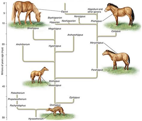 The Evolution Of The Horse