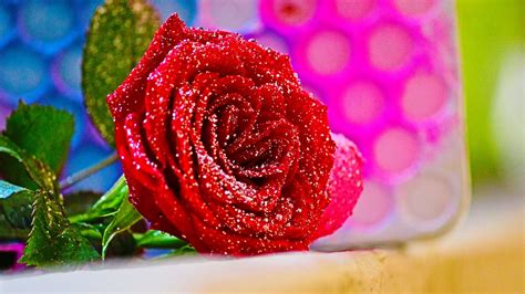 Desktop Wallpaper Red Rose Close Up Flower Hd Image
