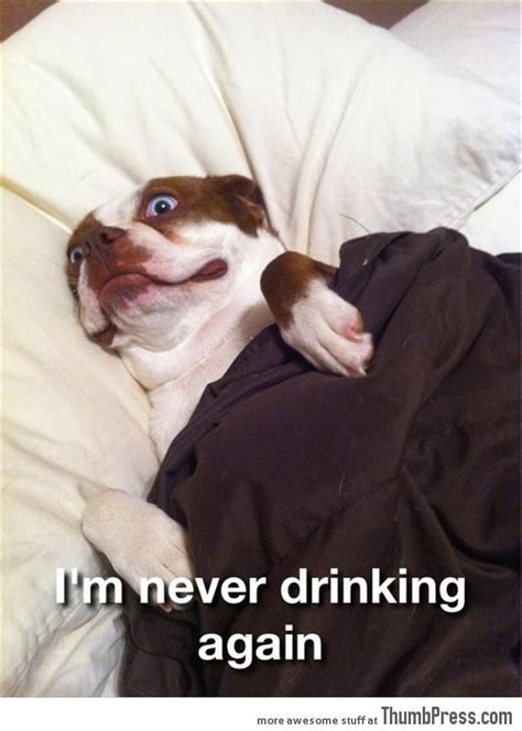 45 Absolutely Hilarious Pictures Of Animals To Make You Laugh Funny