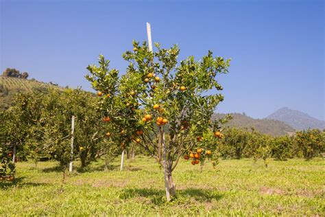 Orange Orchard In Northern Thailand Stock Image Image Of Growing