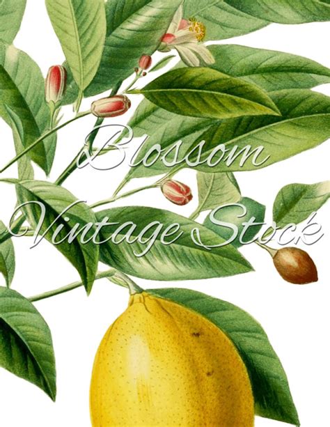 Lemon Vintage Image Lemon Botanical Print Wall Art Lemon Etsy