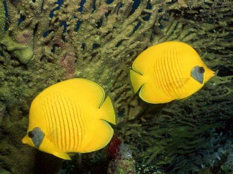 Beautiful Yellow Fish In Sea Photo Hd Wallpapers
