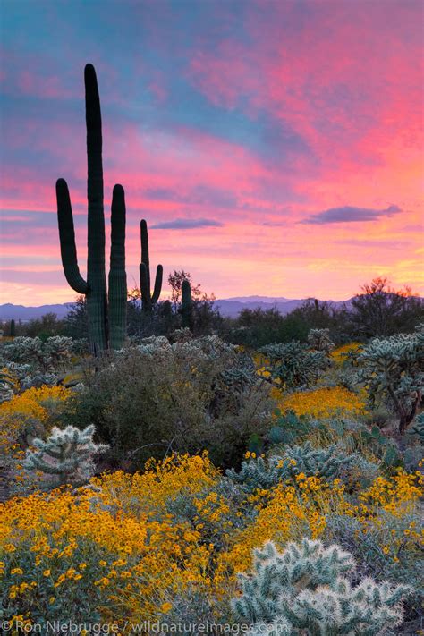 Spring Wildflowers Tucson Arizona Photos By Ron Niebrugge