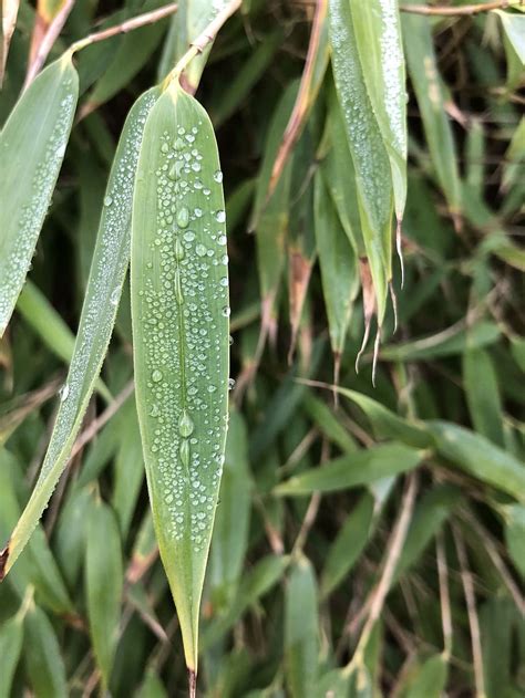 Drop Of Water Drip Dew Nature Wet Raindrop Close Up Beaded