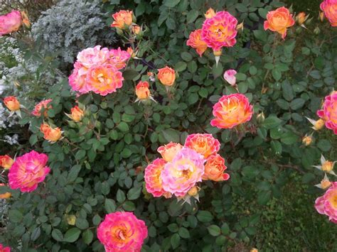 Les rosiers miniatures sont des rosiers de petite taille, moins de 40 cm. stephs world: Tiddly winks (miniature rose)