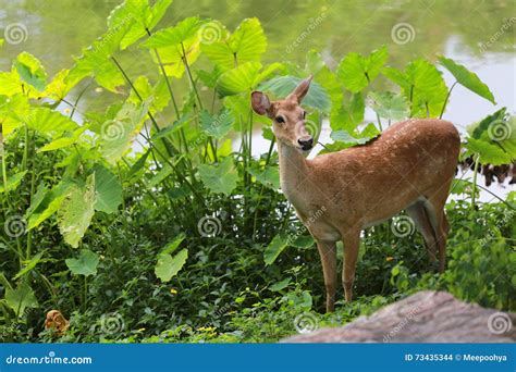 Deer Or Young Hart Animal In The Forest Stock Photo Image Of Hart