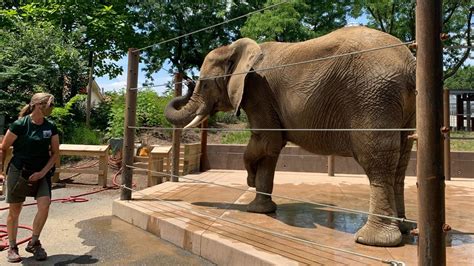You Can Help Bathe An Elephant At The Newest Indianapolis Zoo Exhibit
