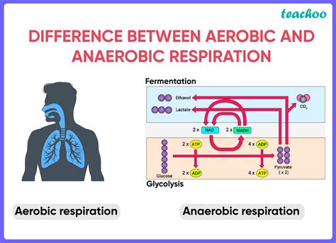 Difference Between Aerobic And Anaerobic Respiration Aerobic Vs My