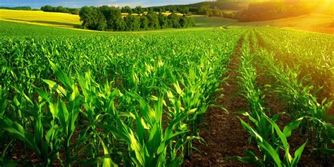 Top Crop Farming Business Ideas For Zimbabwe Startupbiz Zimbabwe
