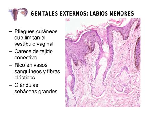 Histología De Aparato Reproductor Femenino