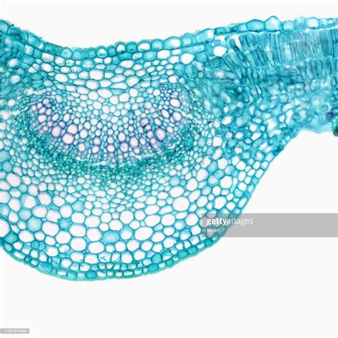 Microscopic View Of Cross Section Of Lilac Leaf High Res Stock Photo