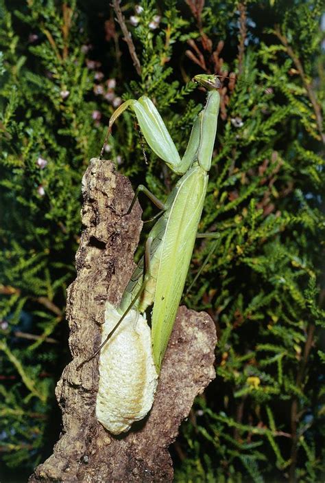 Praying Mantis Egg Mass Photograph By Perennou Nuridsany Pixels