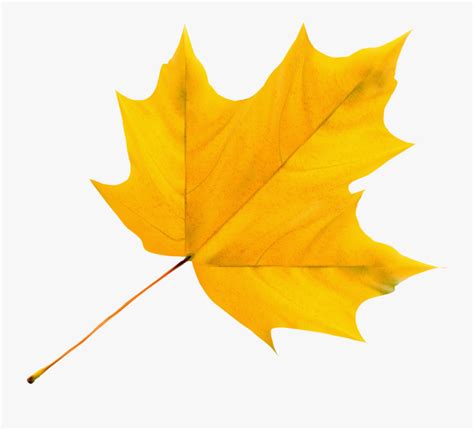 Yellow Leaf Clipart Free Transparent Clipart Clipartkey