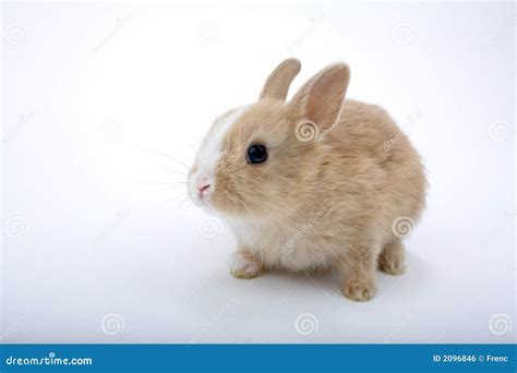 Cute Brown White Bunny Isolat Stock Photo Image Of Breeding Live