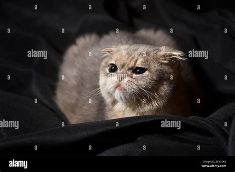 Sad Looking Scottish Fold Kitten Looking Off To The Left Stock Photo