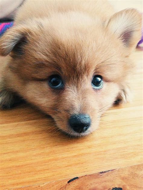 Best 25 Fluffy Puppies Ideas On Pinterest Adorable Puppies Cute