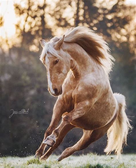 Source Unknown Cute Horse Pictures Beautiful Horse Pictures Most