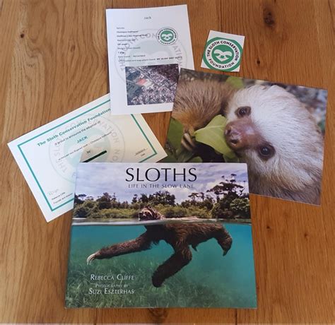 Adopt And Sponsor A Sloth ️ The Sloth Conservation Foundation