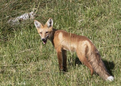 Red Fox “smiling” Hunting And Pouncing On Prey Feathered Photography