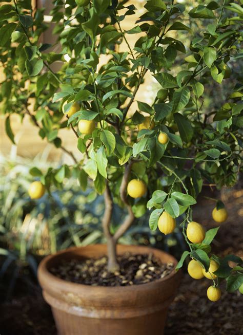 grow meyer lemon trees  garden pots