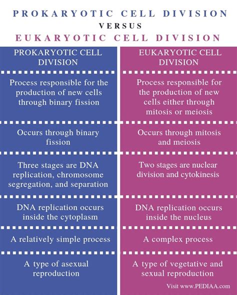 Differences Between Prokaryotic Cell And Eukaryotic Cell