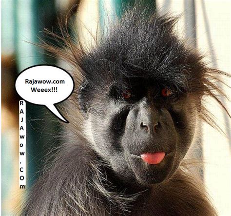 We did not find results for: kumpulan meme gambar monyet lucu unik | ANEH DI DUNIA