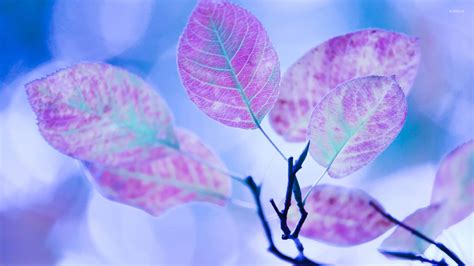 Purple Leaves On A Branch Wallpaper Photography Wallpapers 17810