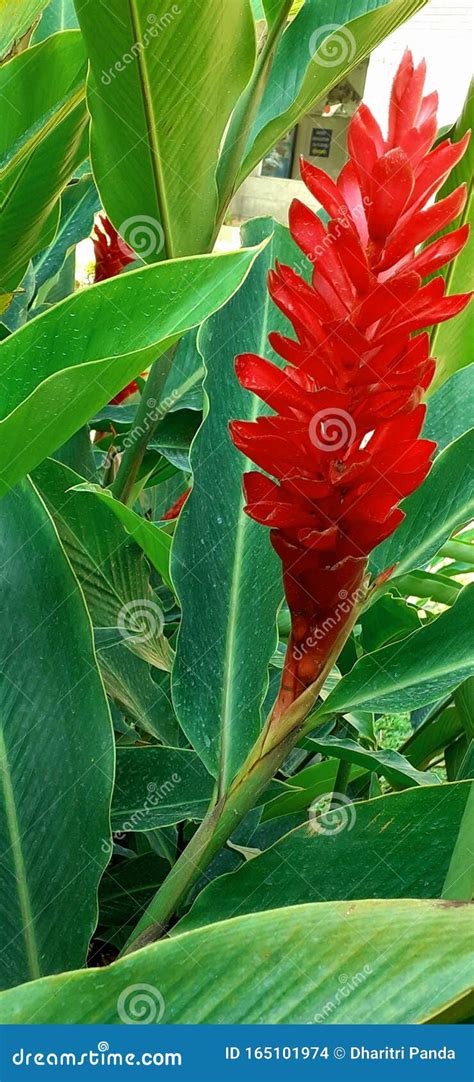 Tropical Ginger Plant E Red Ornamental Flower Nel Mio Giardino