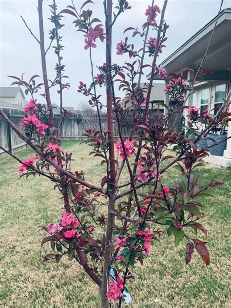 Robinson Crabapple Trees For Sale