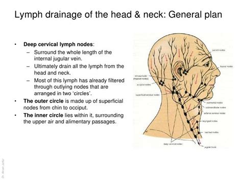 Lymphatic Drainage Face Manual Lymph Drainage Upper Cervical