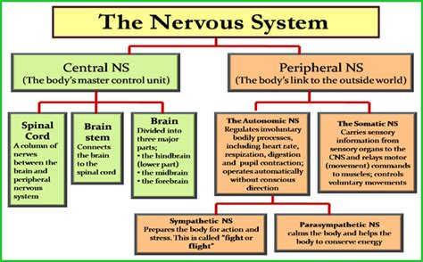 Diagram Central Nervous System Flow Chart Ldwtanka