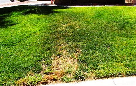 Xtremehorticulture Of The Desert Lawn Dies In Midsummer